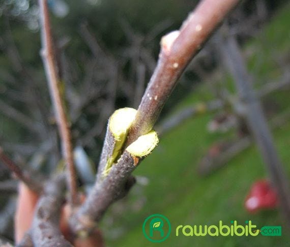 6 Jenis Teknik Perbanyakan Vegetatif Pada Tanaman Untuk Menghasilkan Bibit  Yang Berkualitas Unggul | by David Marlon | Medium