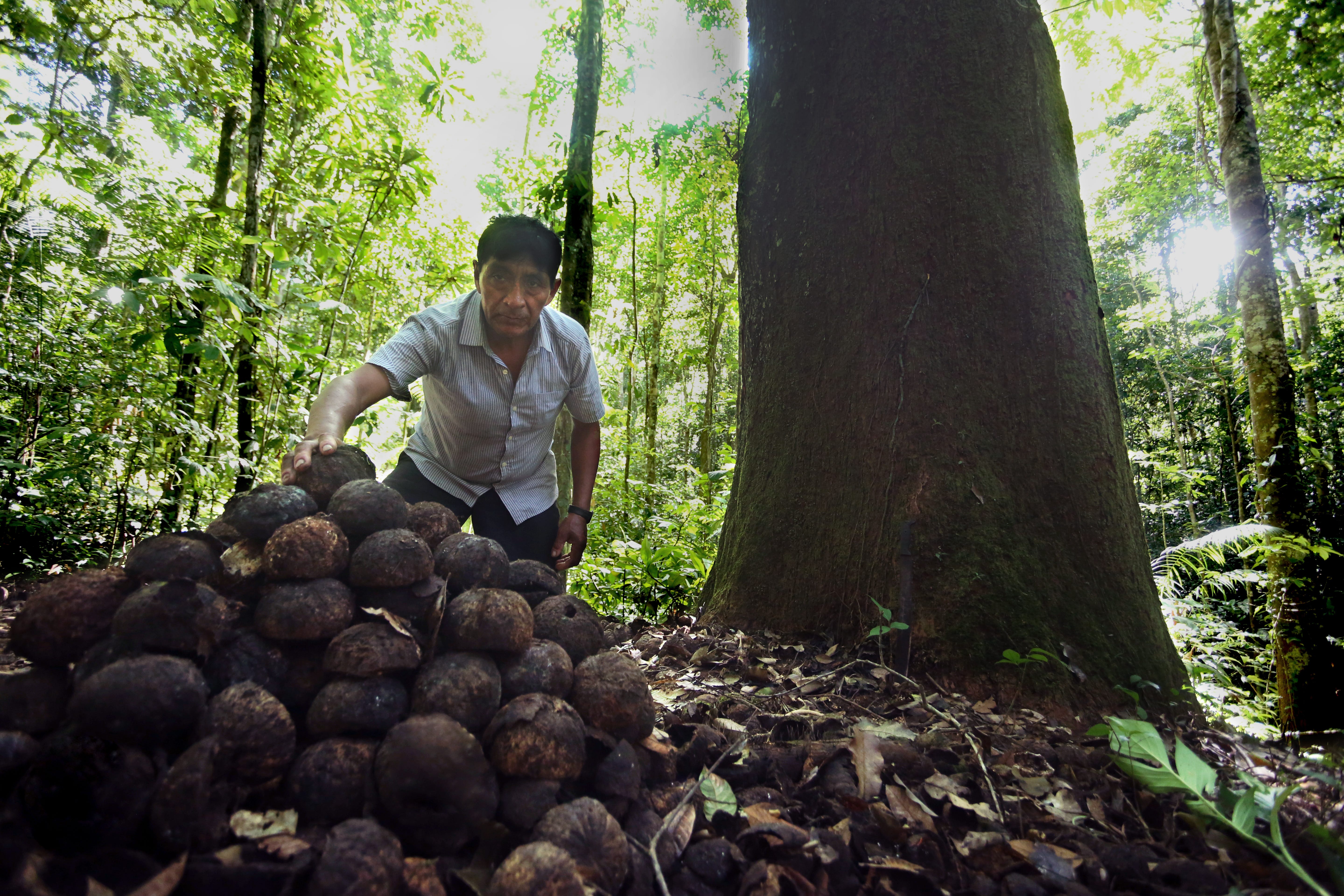 Brazil Nut Concession Forest Conservation Project by Pachama Medium Brazil Nut Concession Forest Conservation Project by Pachama Medium