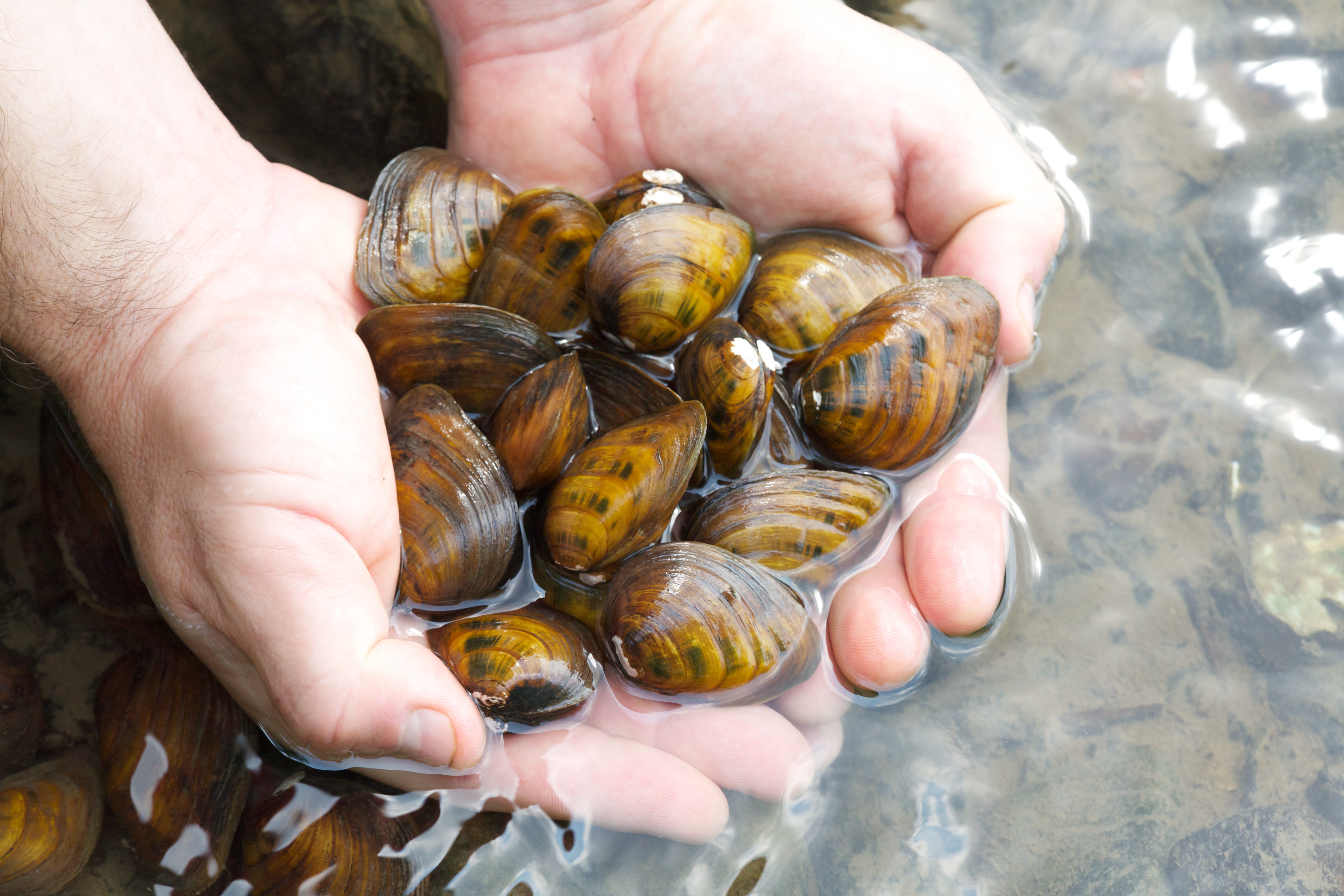 Flexing the Mussels of Freshwater Rivers Updates from the U.S. Fish