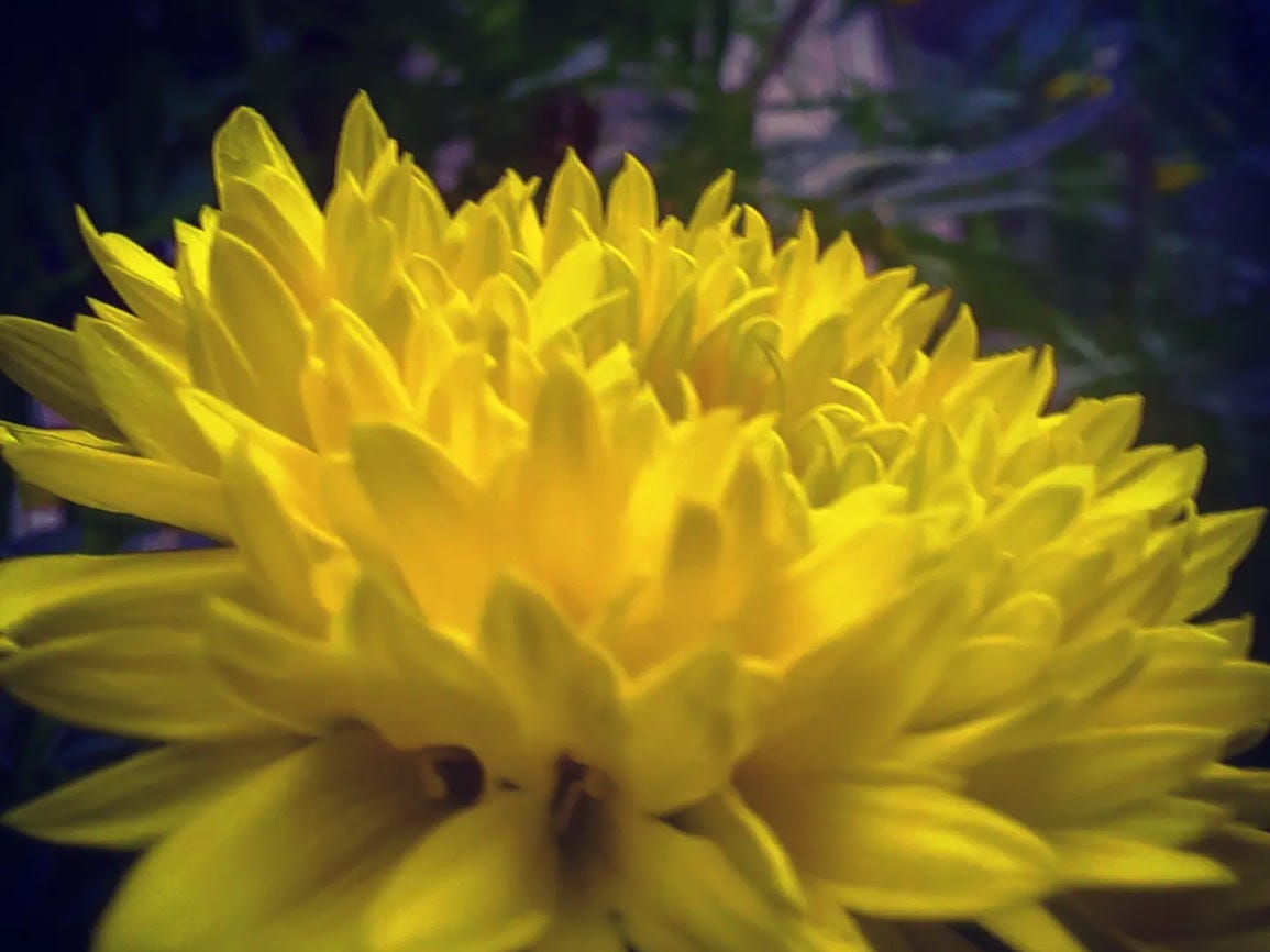 Beautiful Flowers in My garden. Today, I saw my apartment garden with a