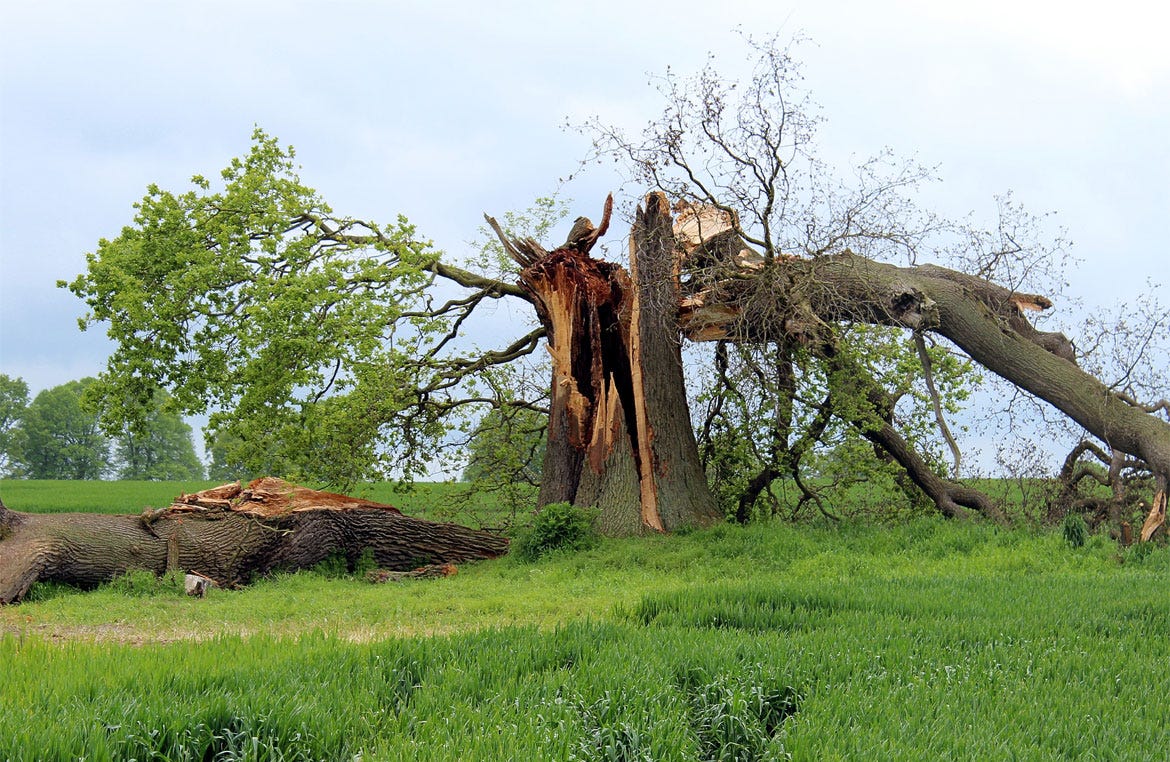 How to Spot a Dangerous Tree. When a tree is leaning, sick, or dying