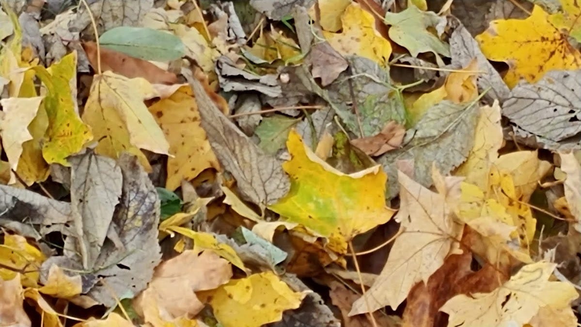 Feed Your Yards What Your Trees Gave You. Reasons To Stop Blowing