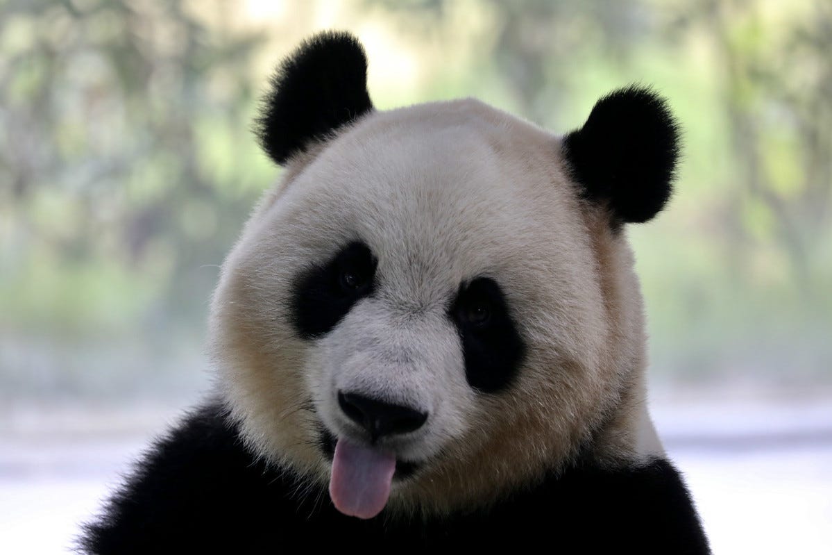 What can you do with the new ‘Pandas’? by Harshdeep Singh Towards
