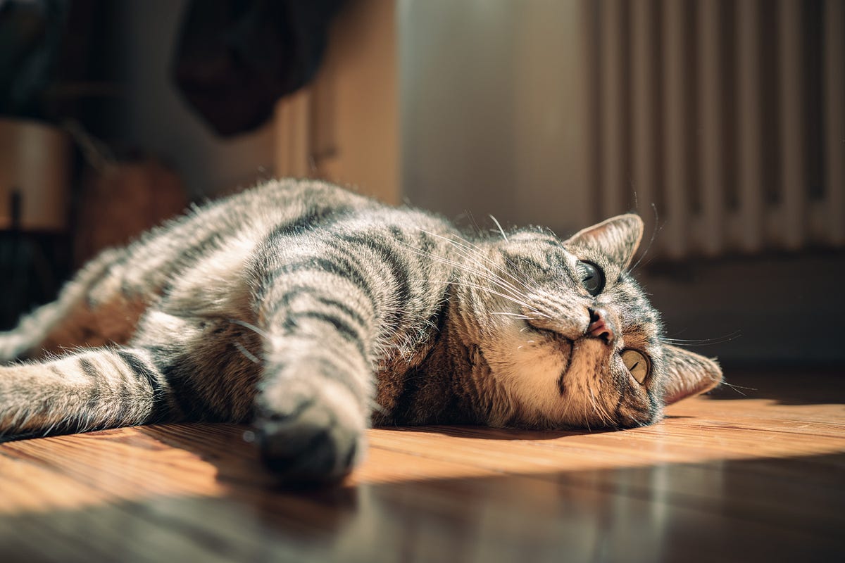 How are My Cats Doing in the 40 Degree Heat? by robert porter