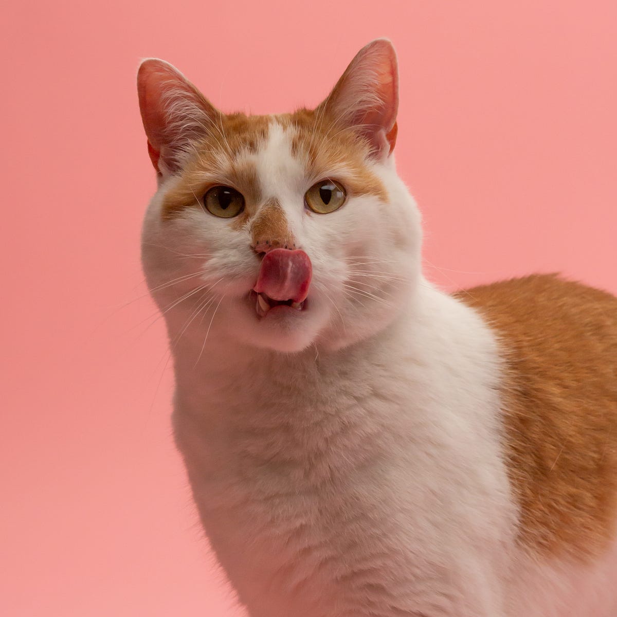 Why Cats Must Lick Their Butts. Gross, but necessary. by Nadja Scarlett Creatures Medium