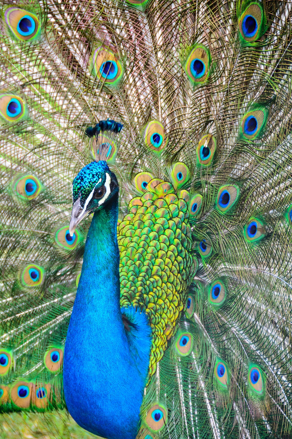Saint Peter’s Peacocks are Giant Slayers by B.E. Ridenour Mercury