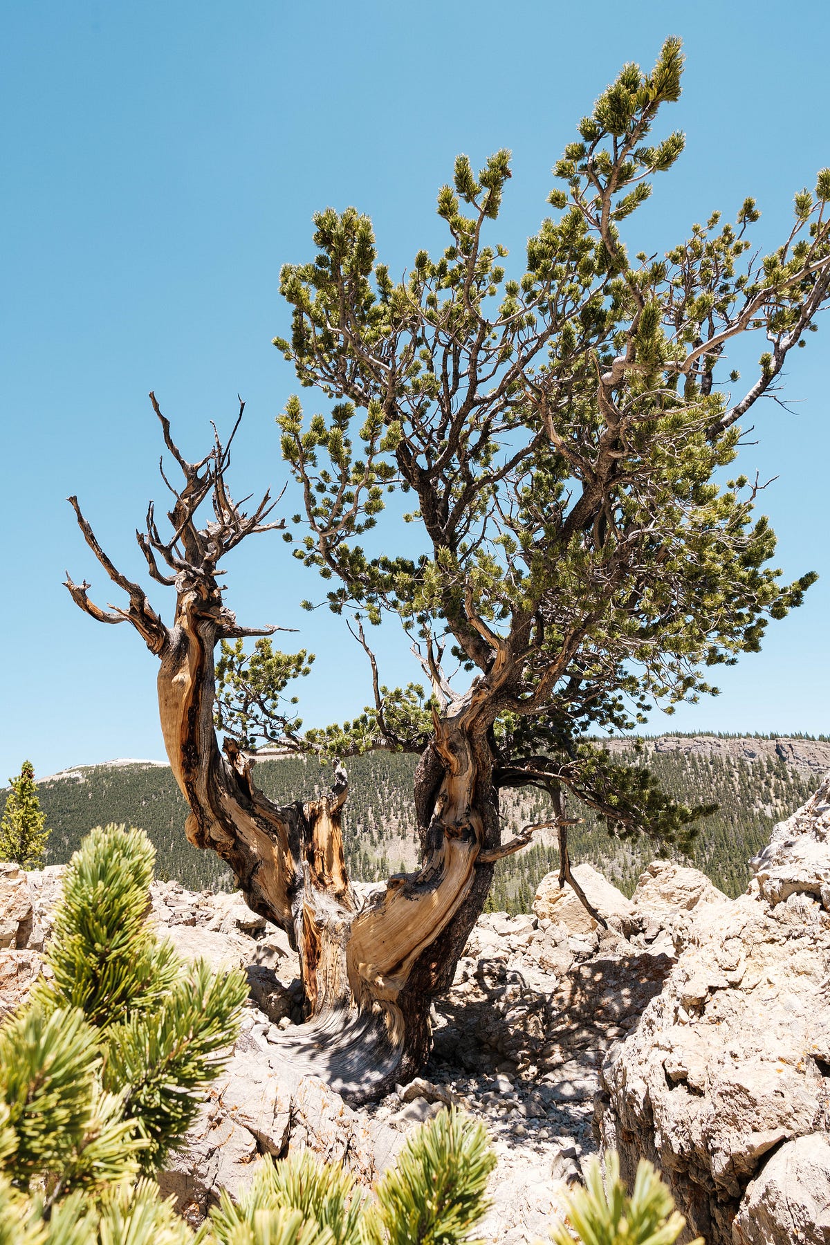The Nevada State Tree. Bristlecone Pine by C. L. Beard Weeds & Wildflowers Feb, 2023 Medium