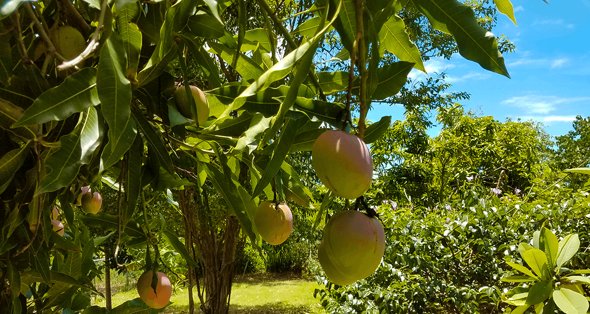 Doing the Mango Tango. Mango Farming 101 by Anel Ryan Barefoot