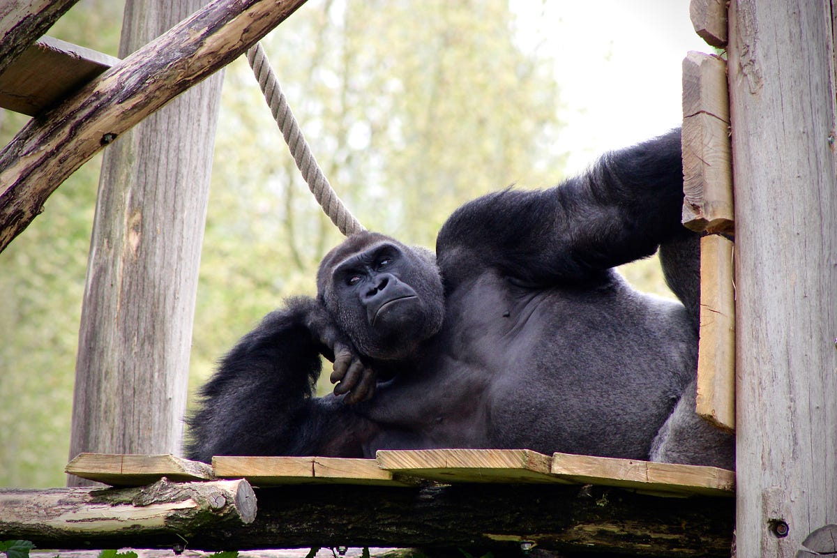 How Does A Gorilla Get So Strong? by Sam Westreich, PhD Medium