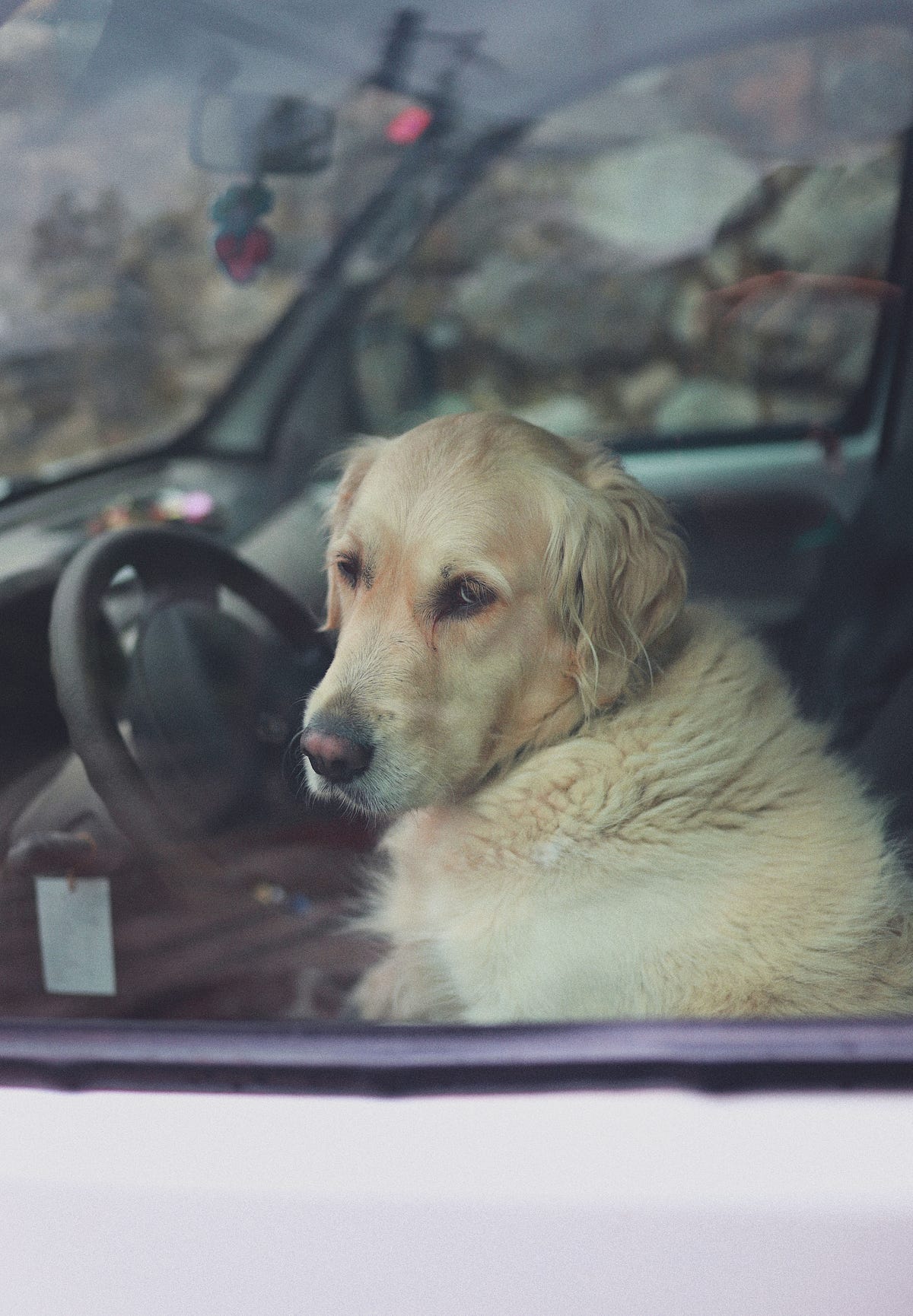 10 Fast and Easy Ways To Help Your Dog Beat Car Sickness by The