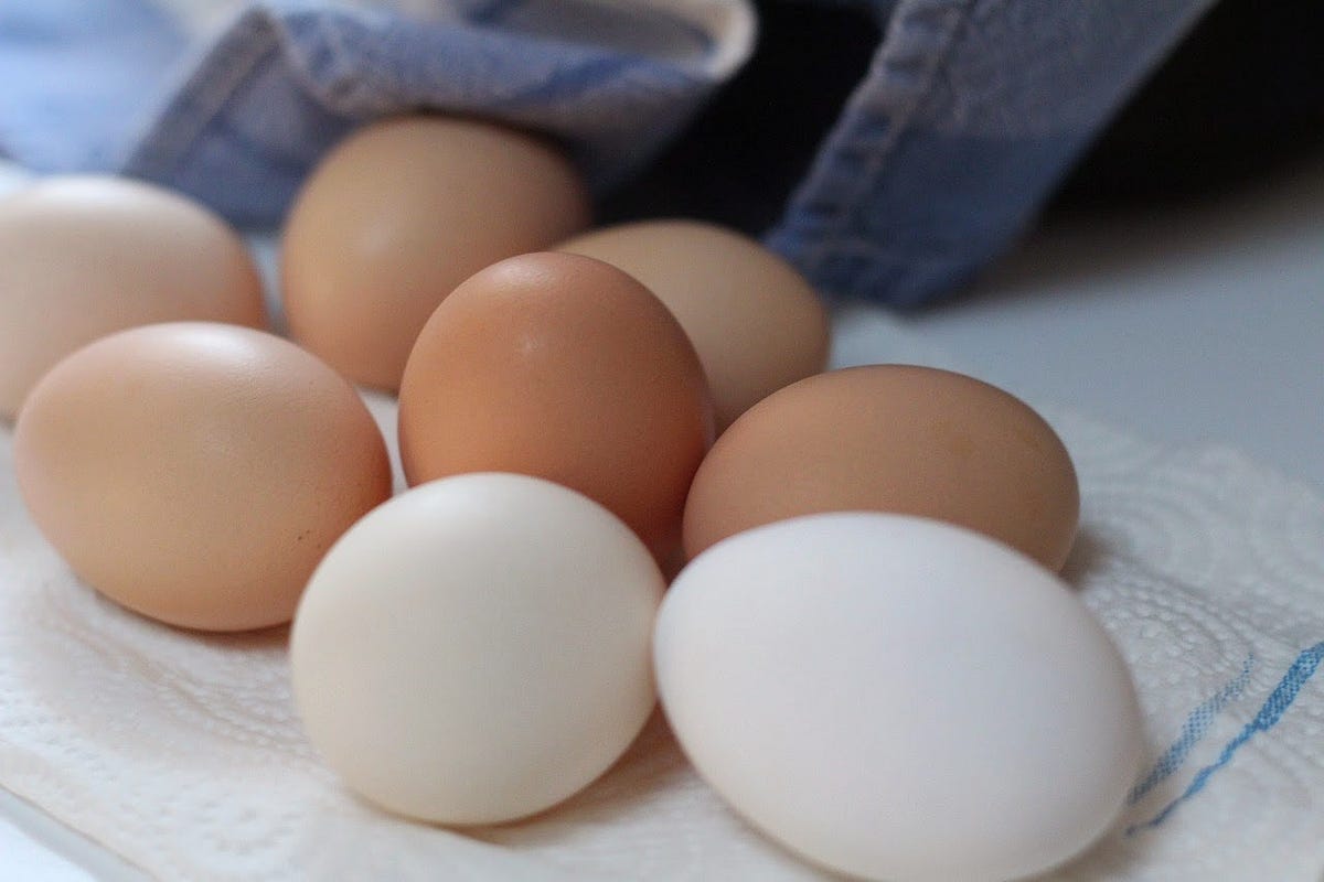 What’s the Difference Between Brown and White Eggs? by Daniel