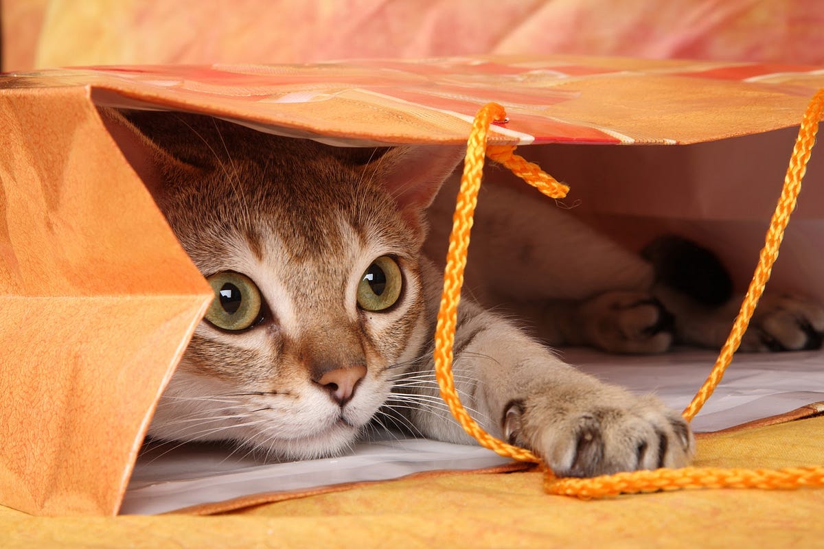 5 difficult things about cats nobody tells you about by AmoMama Medium