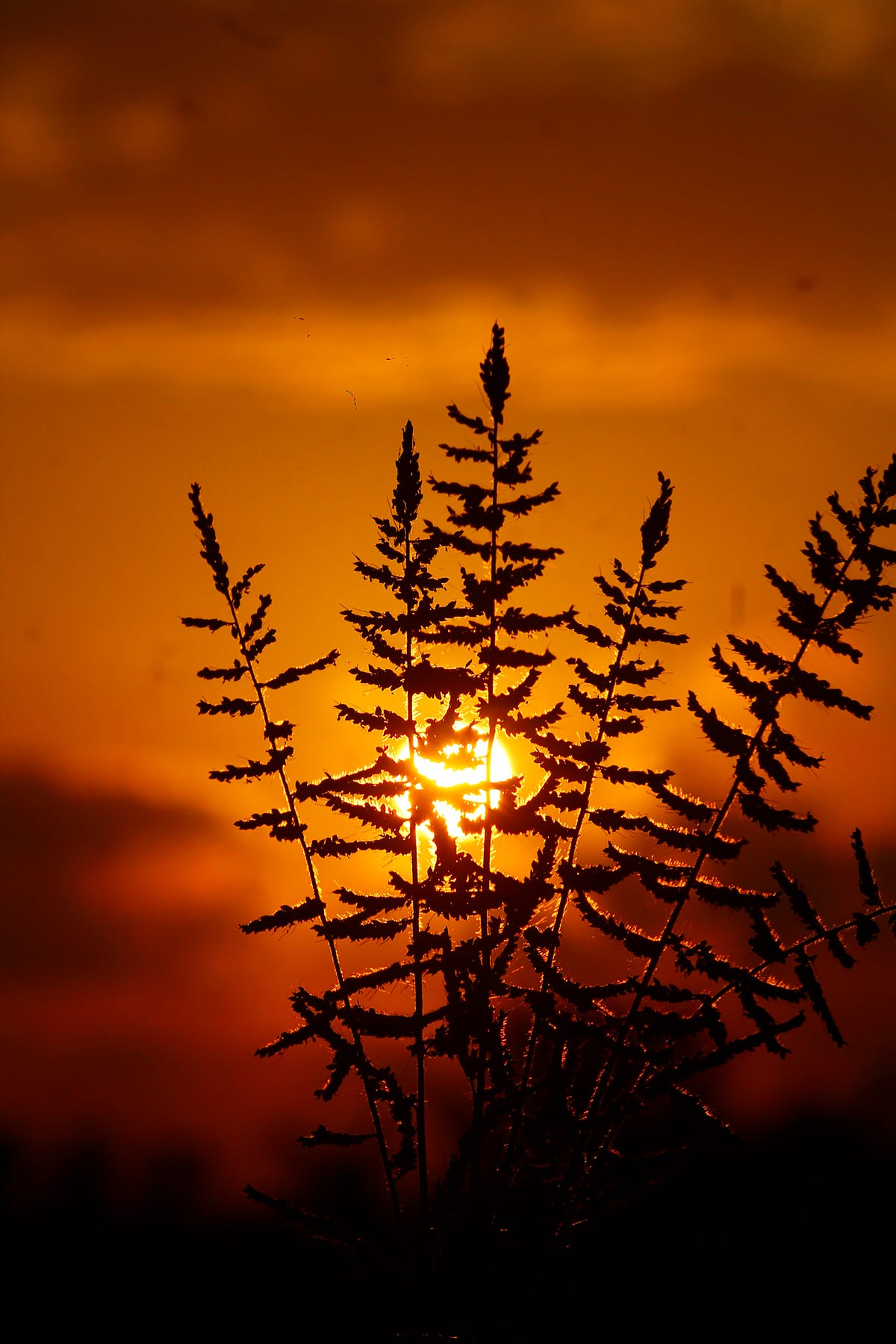 Moondust - The Lark - Medium