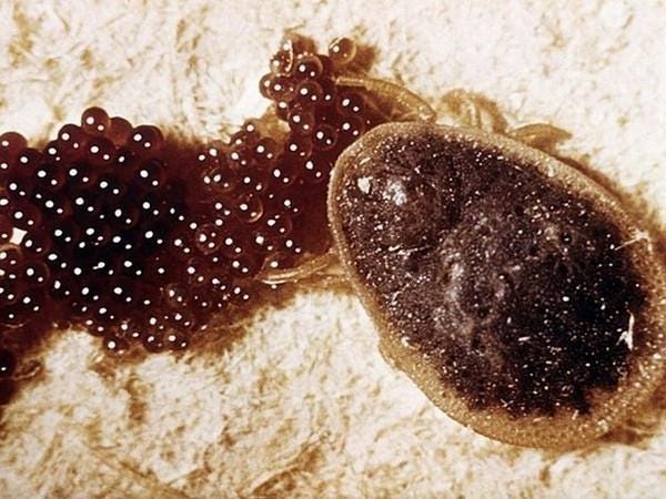 Tick Nest and What do Tick Eggs Look Like? Beezzly Medium