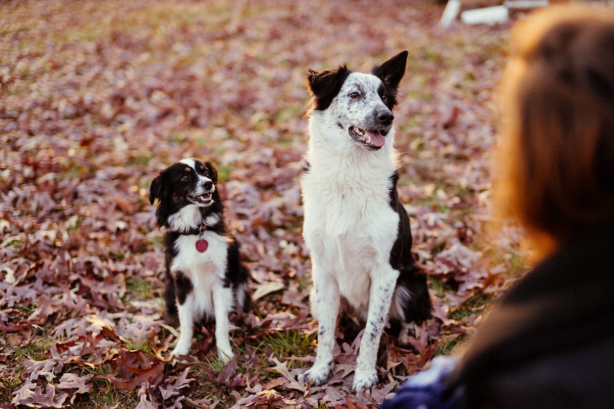 Brooklyn dog parks your pup (and you) will love by Mary Cella