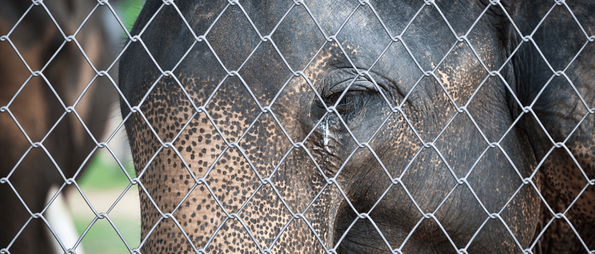 Wild Animals Should Not Be Kept In Captivity by Kamryn Hammond Medium