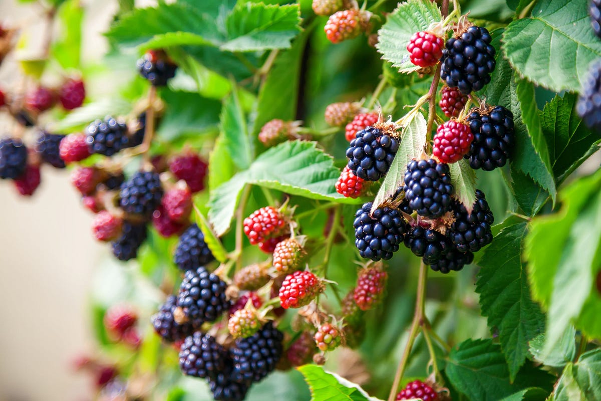 An Expert Guide to Planting Blackberry Bushes by Lindsay Olin