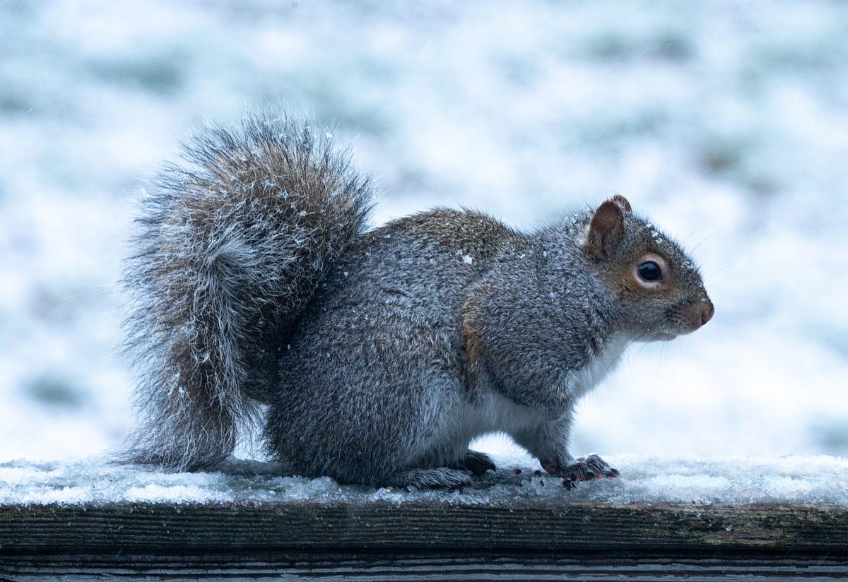 Squirrel and a pain in my stomach by Madelon Deming Medium