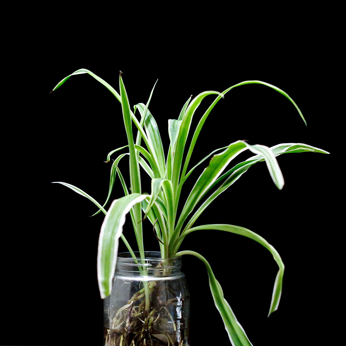 These Plants can Live in Water. House plants that love the waterliving