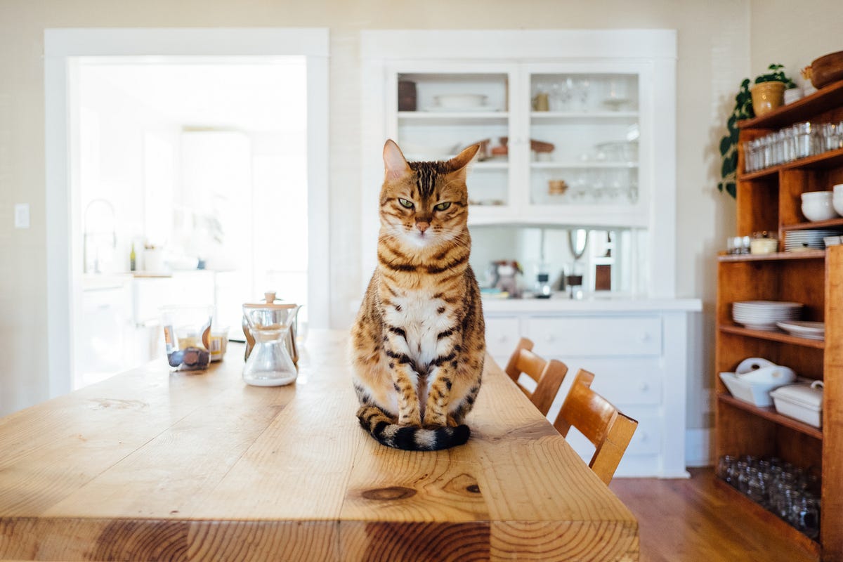 Your Cat Does Not Belong On The Dining Room Table by Roz Warren Medium