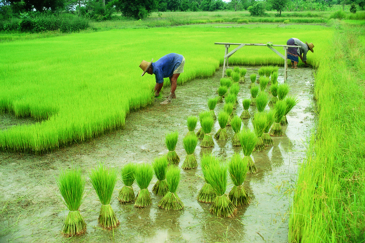 How Agriculture 2.0 will transform India? by Krusibel Medium