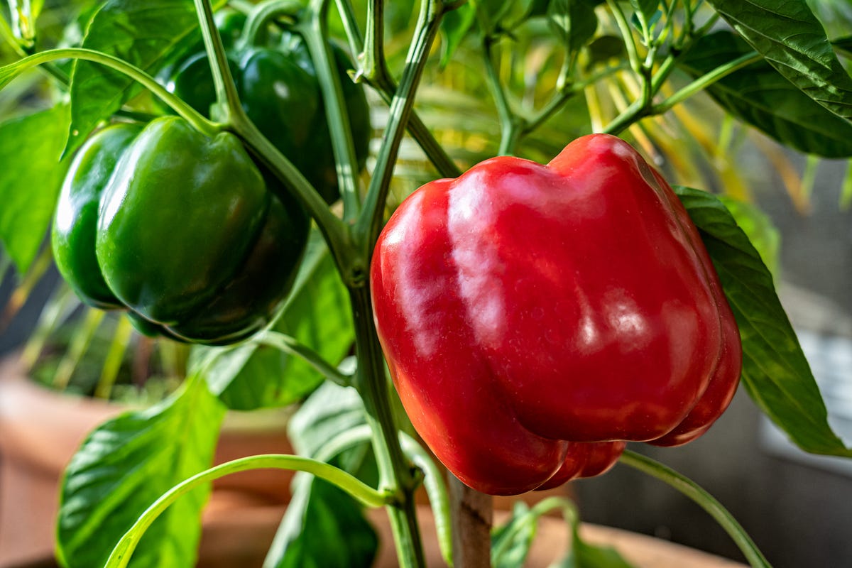 What You Need to Know About Growing Bell Peppers Indoors by Lindsay