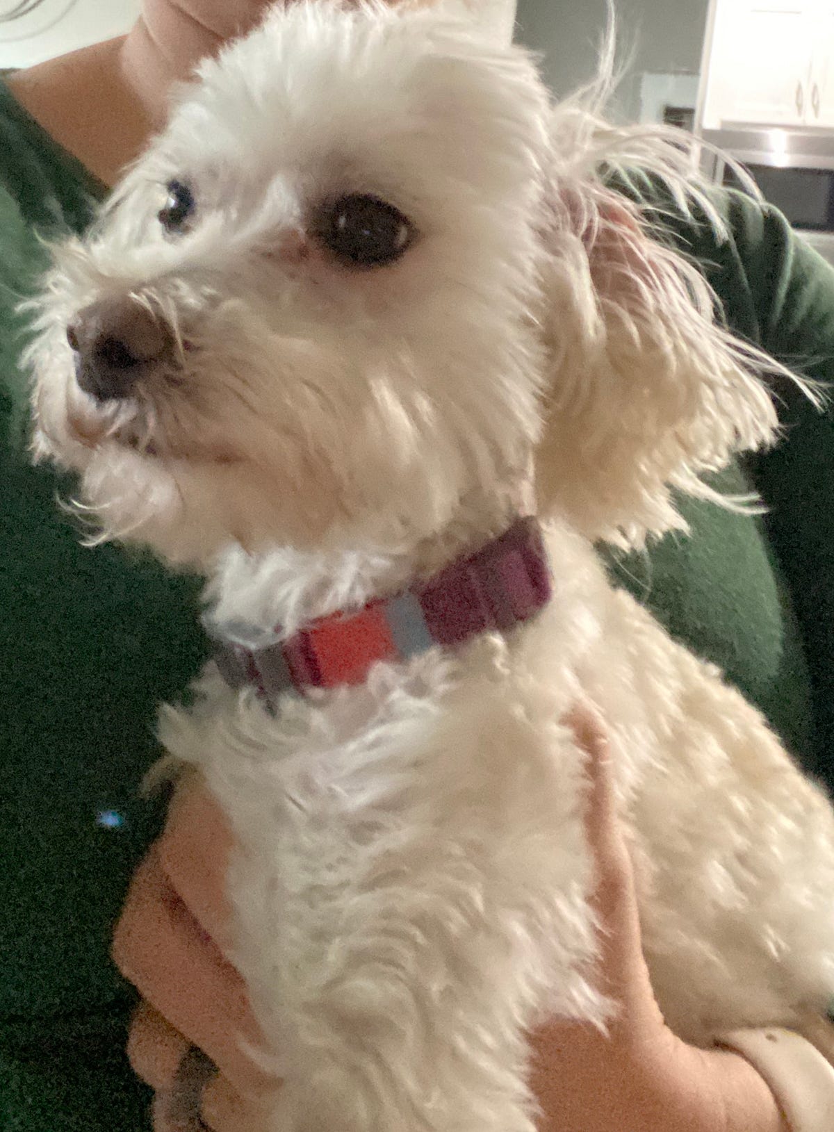 Maltipoo (Maltese x Toy Poodle Mix) Dog For Adoption Near Nashville TN