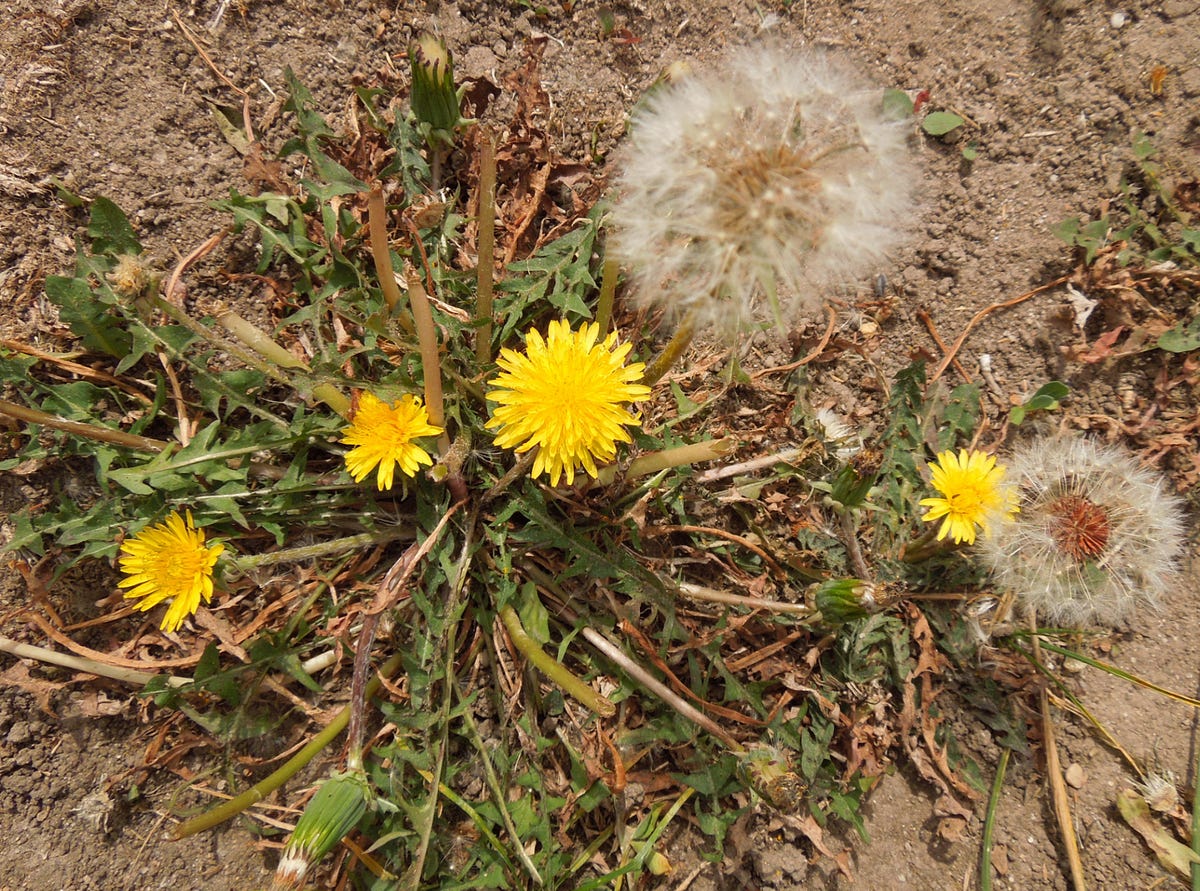 Who Decides the Difference between a Weed and a Flower? by Barbara Radisavljevic A Pilgrim