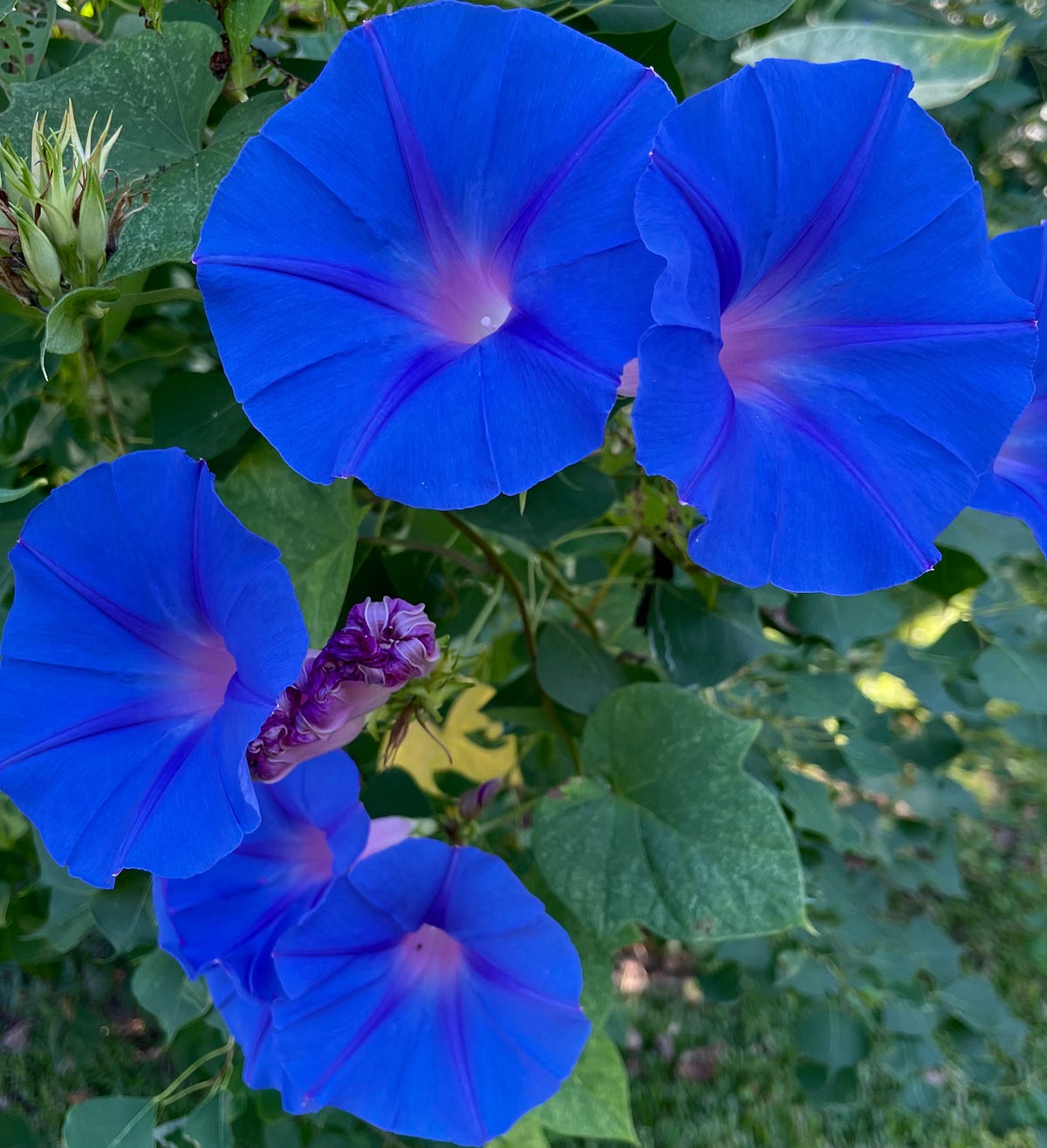 Morning Glory a Prolific Perennial Six Word Photo Story Challenge Medium