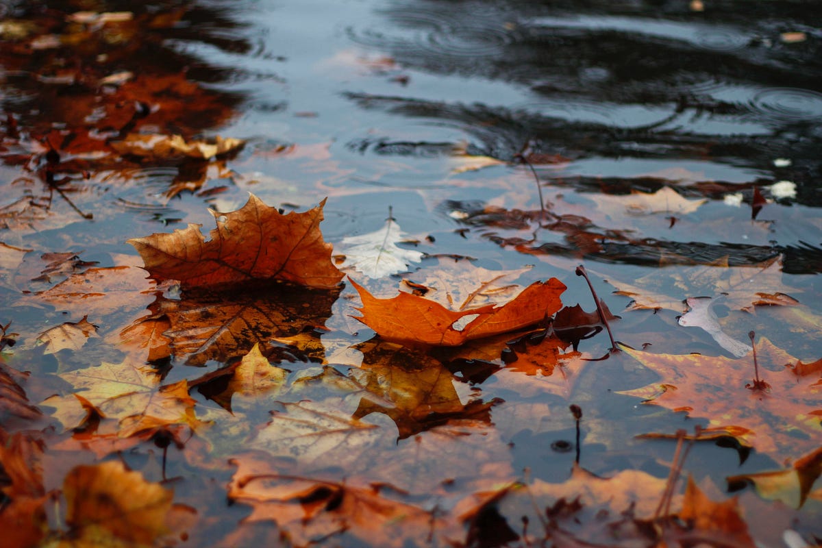 November Rain. A look at the Environment Agency’s… by Andrew Twigg