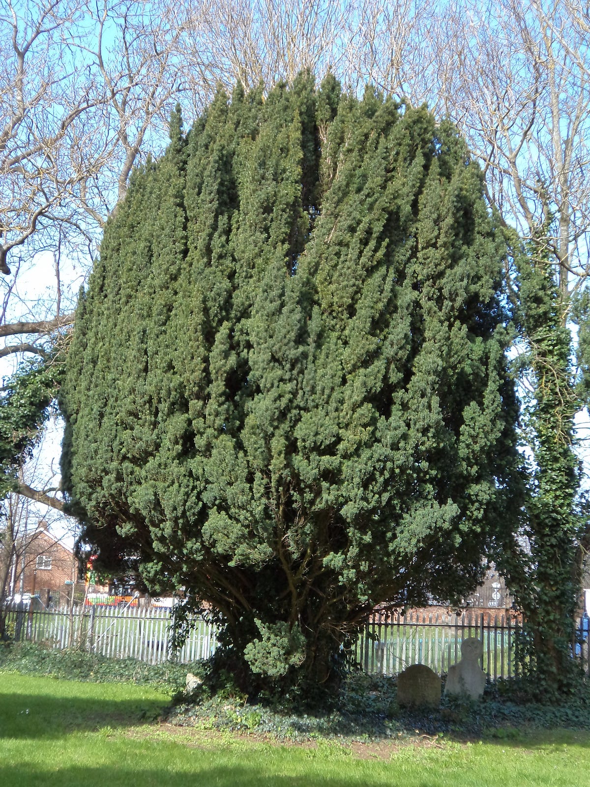 Y is for Yew. The yew tree (Taxus baccata) is often… by