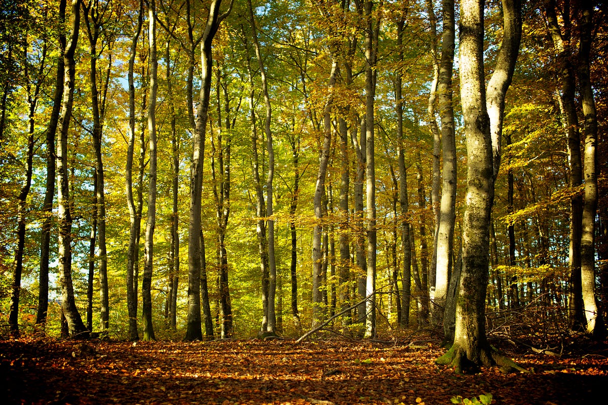 We are treeclimbing rabbits. Where — and how — do we find happiness