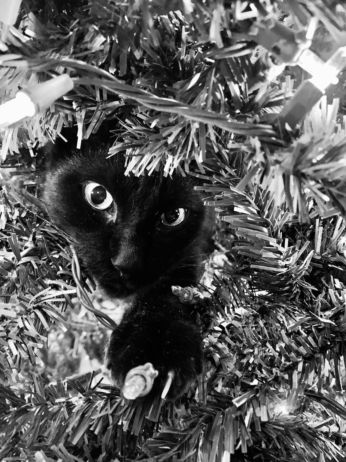 Christmas Tree in June. What you do for your kitties by Paul Mansfield SNAPSHOTS Medium
