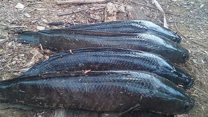 Cara Beternak Ikan Gabus Di Kolam Terpal