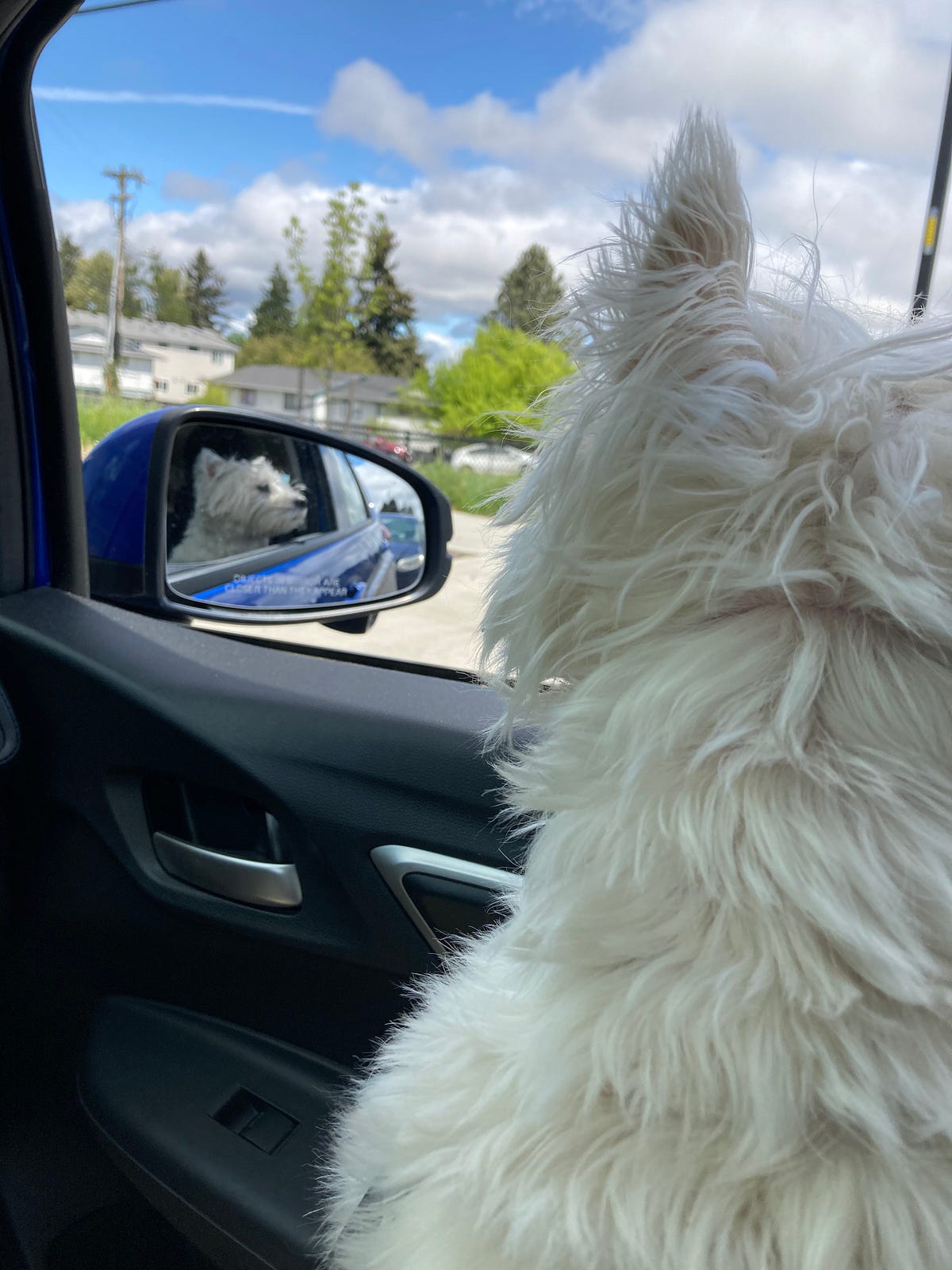 Our Days in Dog and Cat Years. We grieved the loss of Monroe the… by