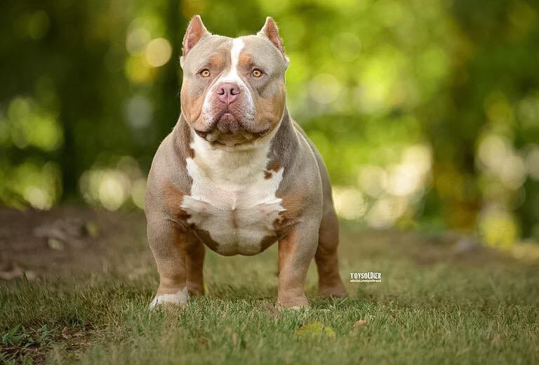 How Much Does An American Bully Cost? BULLY KING Magazine Medium