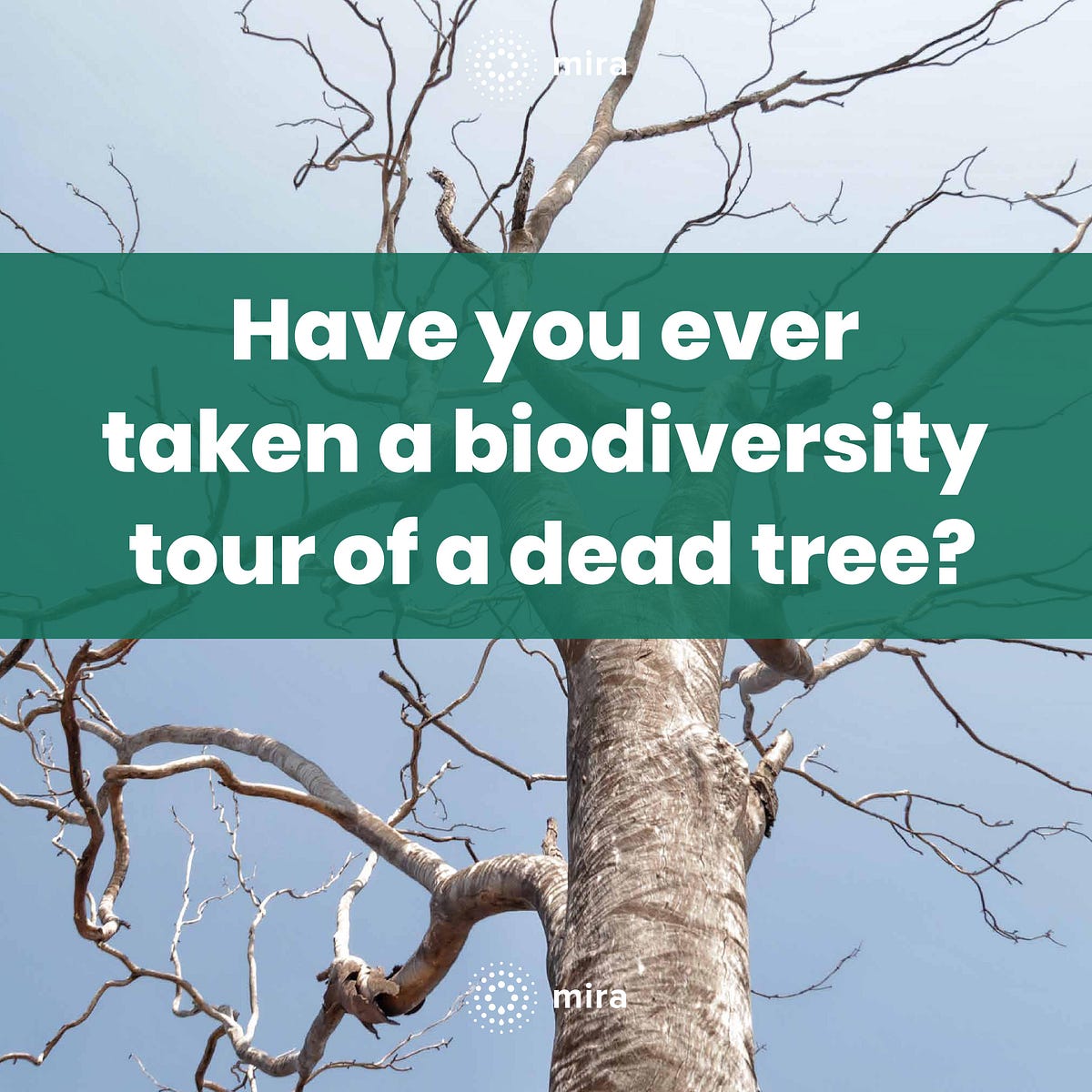 Biodiversity tour of a dead tree Centre for Social and Environmental
