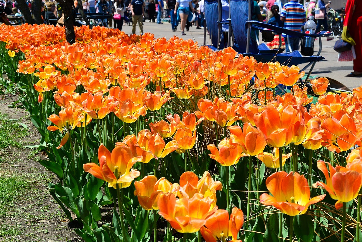 tulip festival pella ia 2023 Pella Tulip Festival. Pella, IA by Arun Joswey D'Souza Travel and
