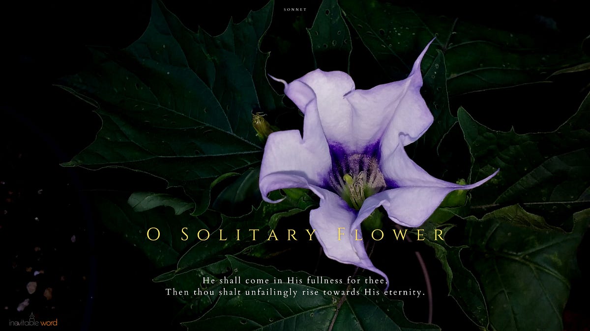 O Solitary Flower Inevitable Word Medium