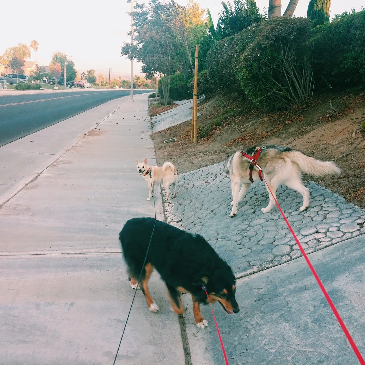 When your dogs fight. There are really few things I care as… by