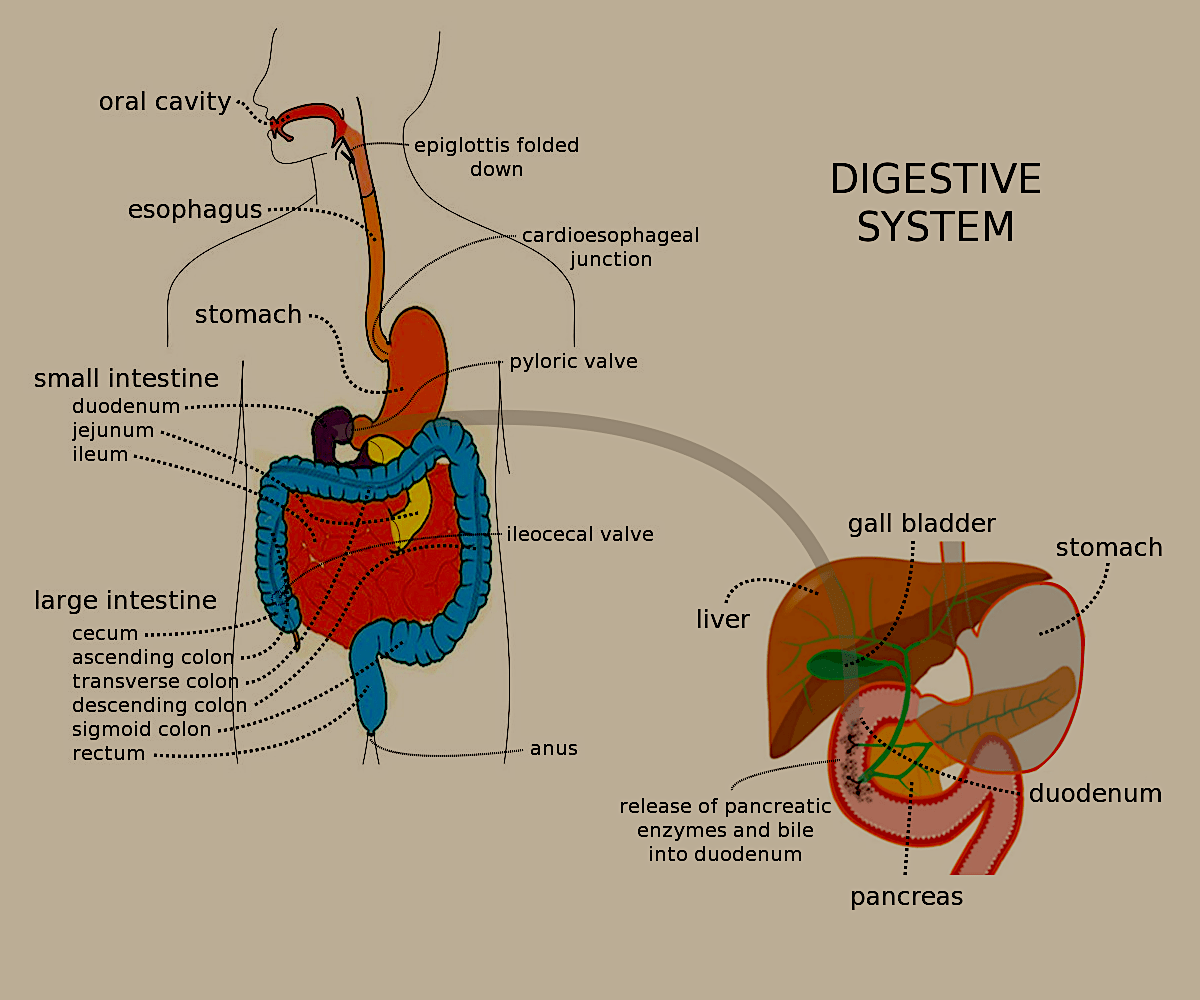Digestive Health Maintainance. How to Have to a Healthy Digestive