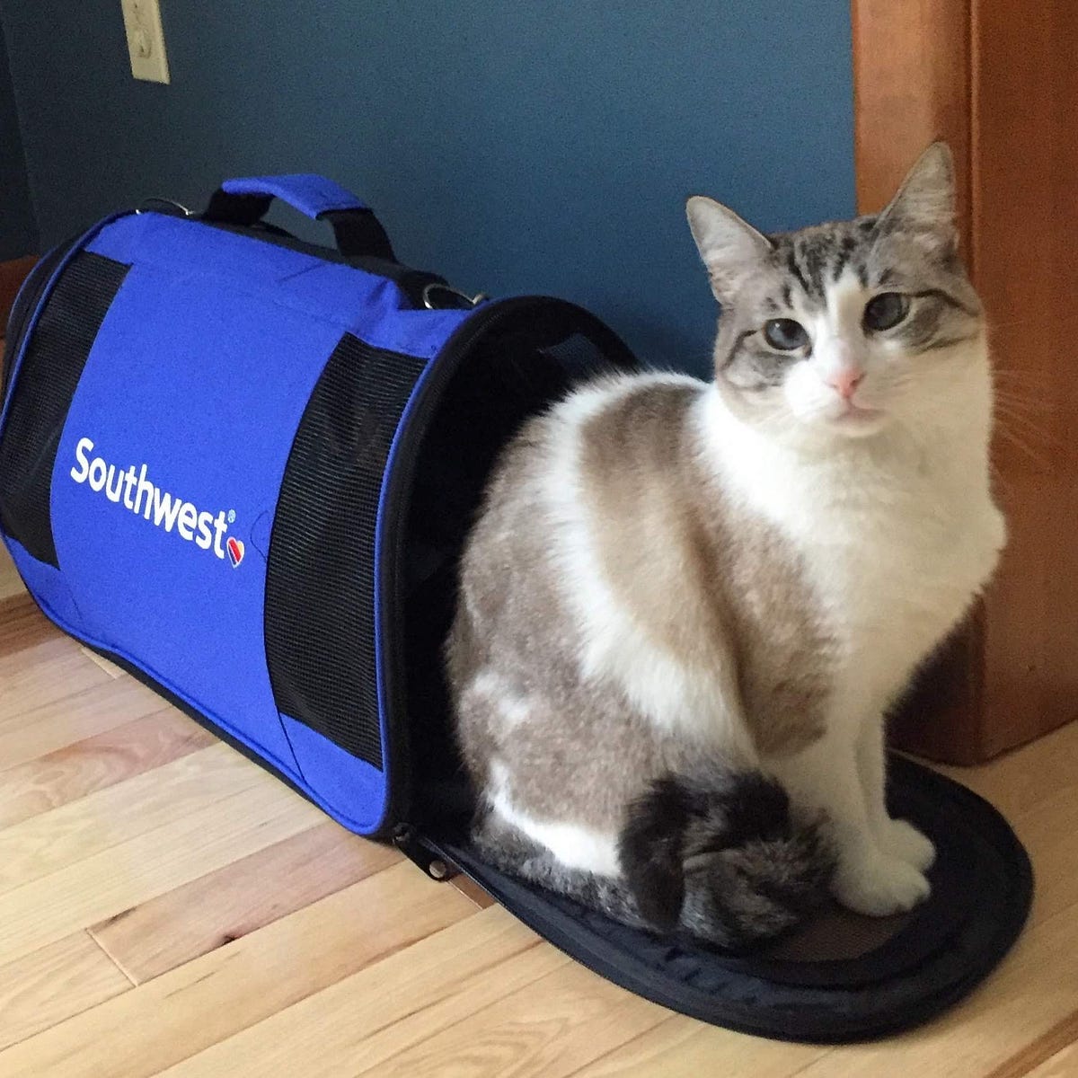 Taking Flight with Cats 2022 update by Kerry Lister Medium