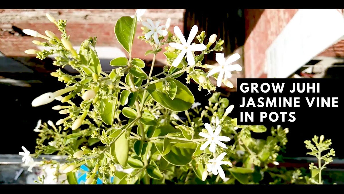 My Experience of Growing Juhi Jasmine in a Container (Jasminum