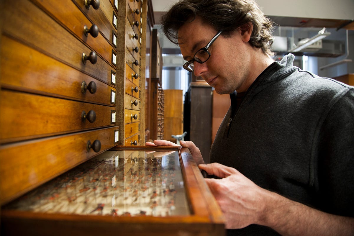 The zoologist who looks after more than a million dead insects by