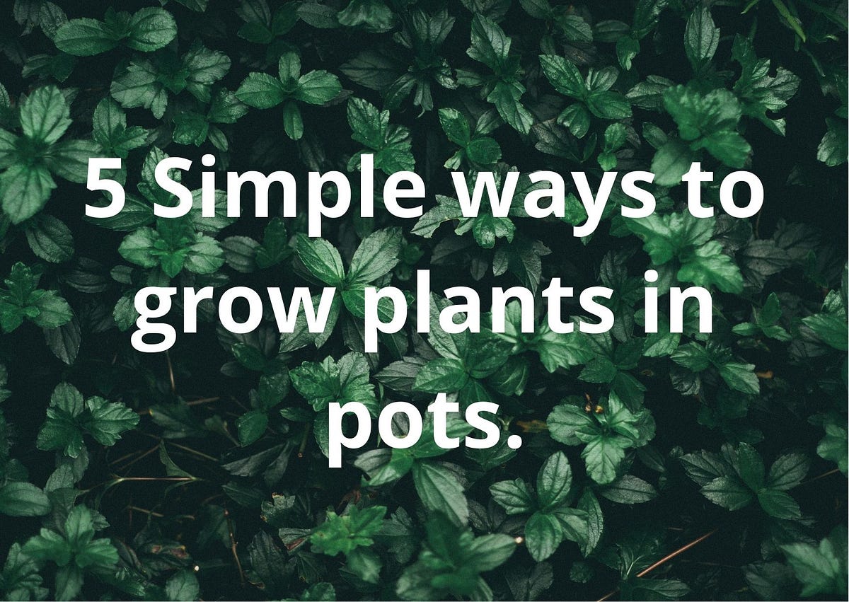 5 simple reasons and their solutions “Why my potted plants are not