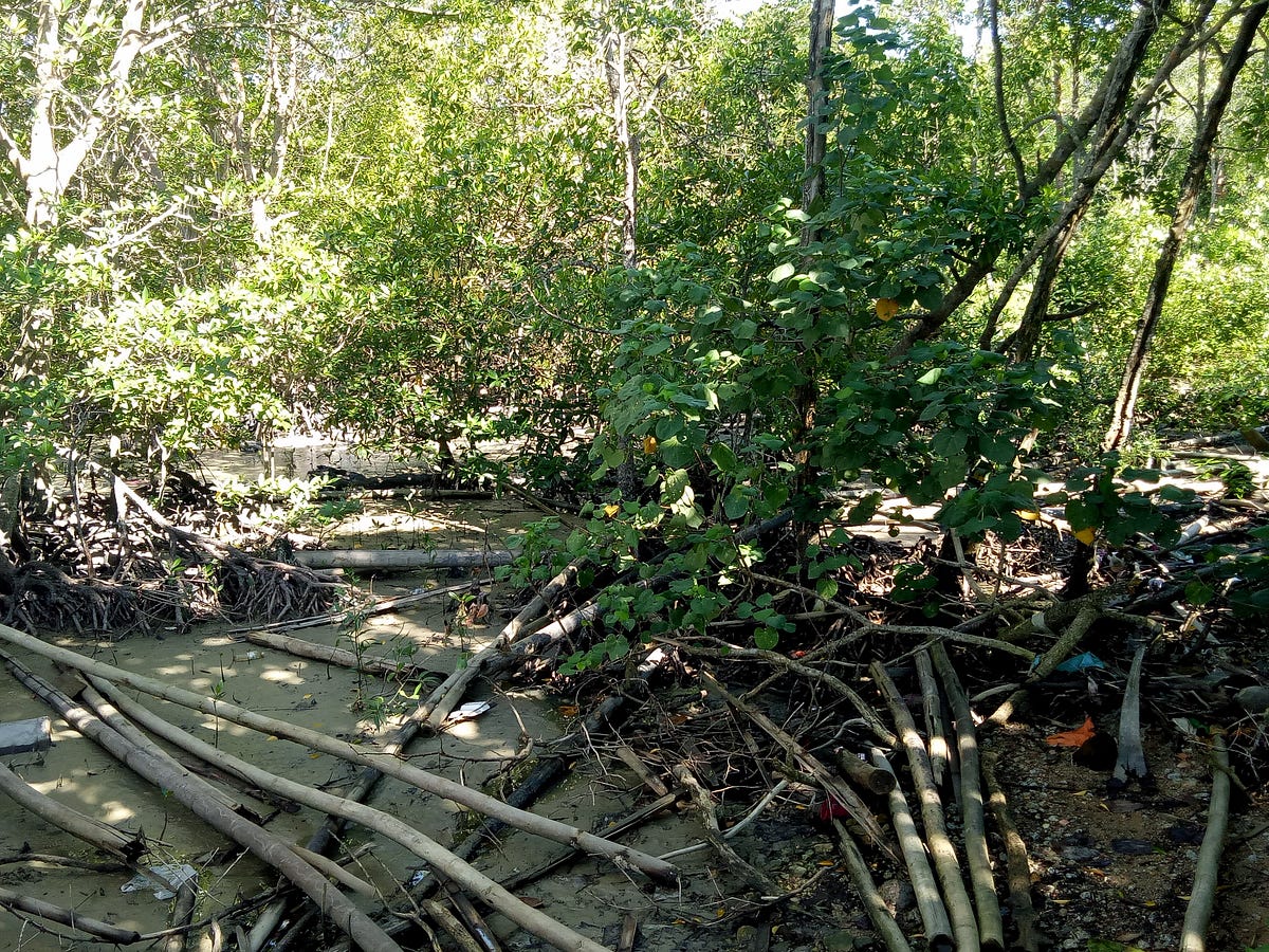 RENCANA INDIVIDU HUTAN PAYA BAKAU MAKIN TERANCAM DAN