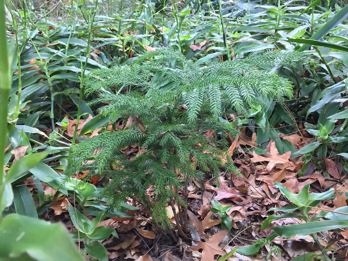 Medium, Ev Williams, And The Replanted Christmas Tree by