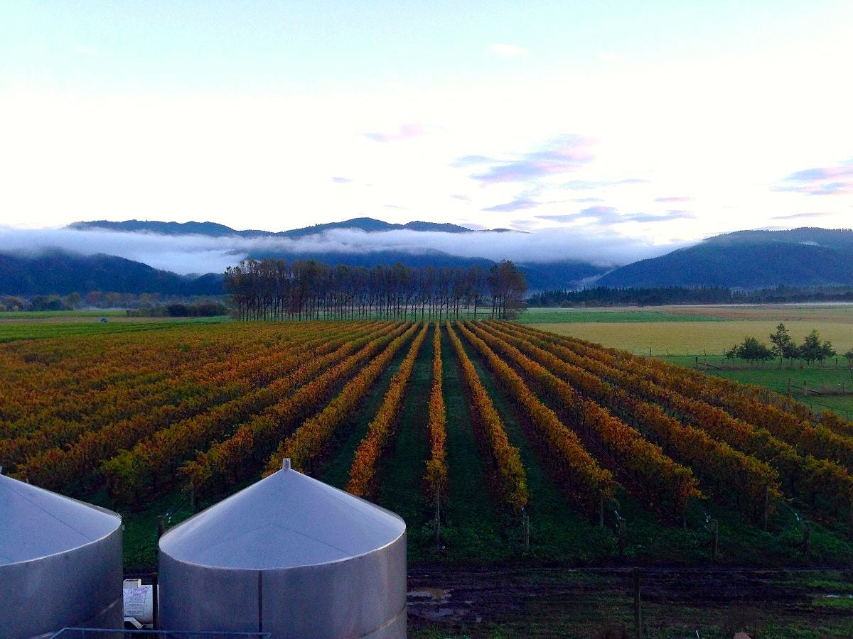 From Vine to WineMy Job as Winery Cellar Hand by Taylor Rae Medium