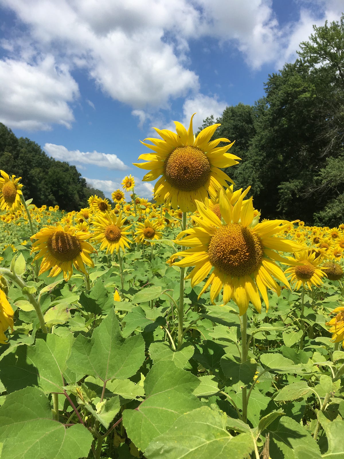 Maryland Sunflower Fields. The doctor prescribed keeping active… by