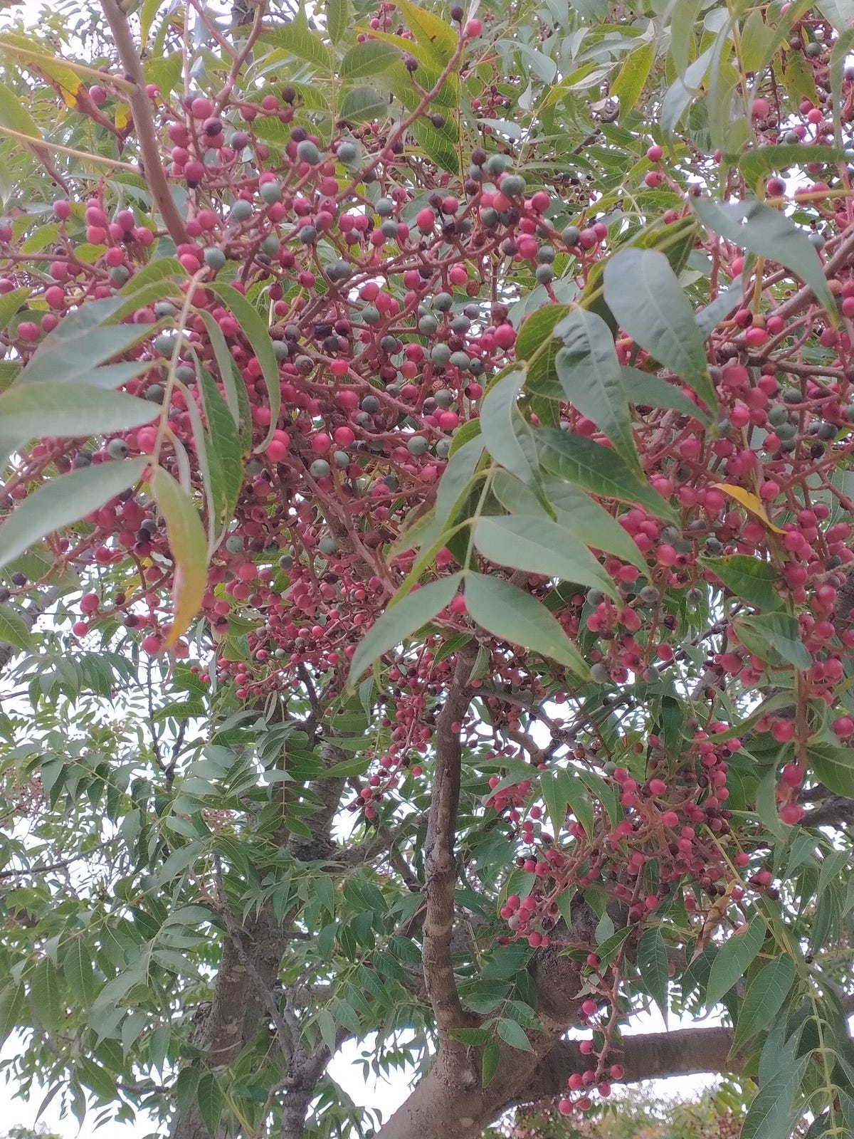 Looking Upwards. Some day I hope to find that which I… by Pene Hodge